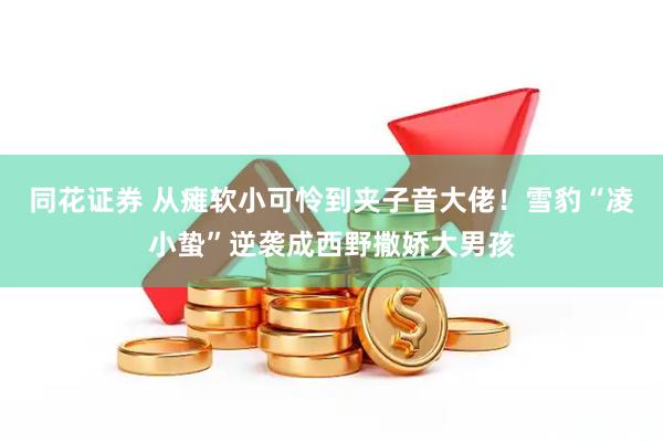 同花证券 从瘫软小可怜到夹子音大佬！雪豹“凌小蛰”逆袭成西野撒娇大男孩